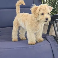 Quinn, a male Maltipoo for sale in San Diego, CA – 5 of 10