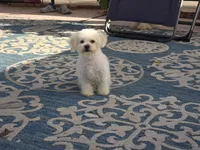 Jaimee, a female Maltipoo and Shih Tzu for sale in San Diego, CA – 7 of 10