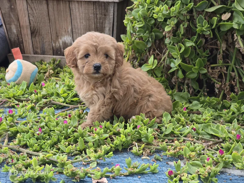 Harra – Maltipoo puppy for sale in San Diego, CA