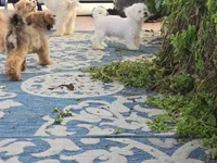 Jaimee, a female Maltipoo and Shih Tzu for sale in San Diego, CA – 6 of 10