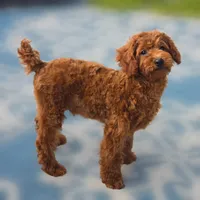 Rubio, a male Poodle - Miniature  for sale in San Diego, CA – 9 of 10