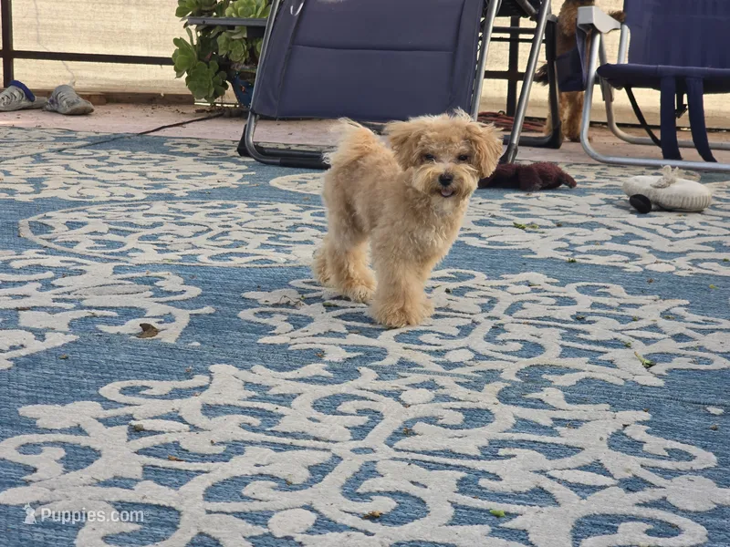 Jewel – Maltipoo, Shih Tzu puppy for sale in San Diego, CA