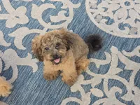 JuJu, a female Maltipoo and Shih Tzu for sale in San Diego, CA – 10 of 10