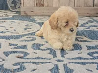 Bella, a female Bichon Frise and Maltipoo for sale in San Diego, CA – 4 of 7