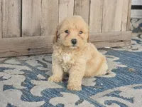 Bower, a male Bichon Frise and Maltipoo for sale in San Diego, CA – 8 of 9