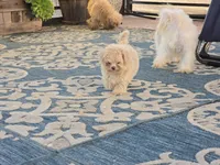 Hiro, a male Maltipoo for sale in San Diego, CA – 5 of 10