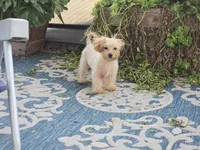 Danni, a female Maltipoo for sale in San Diego, CA – 6 of 10