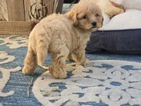 Brandy, a female Bichon Frise and Maltipoo for sale in San Diego, CA – 8 of 9