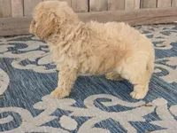 Bella, a female Bichon Frise and Maltipoo for sale in San Diego, CA – 6 of 7
