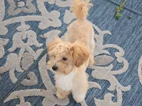 Donny, a male Maltipoo for sale in San Diego, CA – 3 of 10