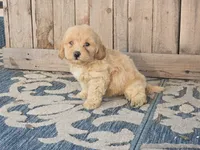 Bower, a male Bichon Frise and Maltipoo for sale in San Diego, CA – 7 of 9