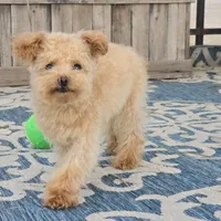 Roxy, a female Maltipoo for sale in San Diego, CA – 3 of 6
