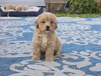 Ben, a male Bichon Frise and Maltipoo for sale in San Diego, CA – 4 of 10
