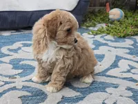 Hugo, a male Maltipoo for sale in San Diego, CA – 6 of 8