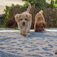 Quinn, a male Maltipoo for sale in San Diego, CA – 6 of 10