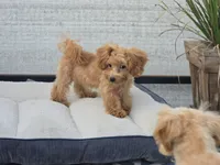 Deon, a male Maltipoo for sale in San Diego, CA – 2 of 10