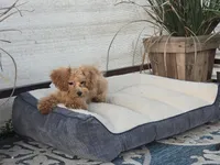 Deon, a male Maltipoo for sale in San Diego, CA – 10 of 10