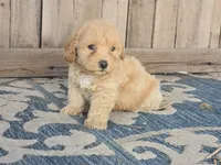 Bower, a male Bichon Frise and Maltipoo for sale in San Diego, CA – 9 of 9