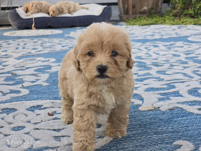 Ben – Bichon Frise, Maltipoo puppy for sale in San Diego, CA