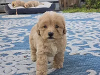Ben, a male Bichon Frise and Maltipoo for sale in San Diego, CA – 1 of 10