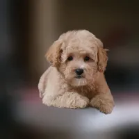 Rascal, a female Maltipoo for sale in San Diego, CA – 4 of 9