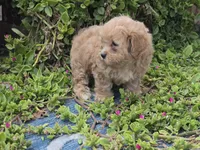 Huey, a male Maltipoo for sale in San Diego, CA – 6 of 9