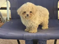 Hiro, a male Maltipoo for sale in San Diego, CA – 2 of 10