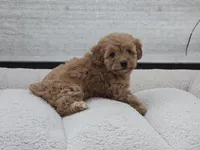 Harra, a female Maltipoo for sale in San Diego, CA – 7 of 10