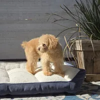 Reba, a female Maltipoo for sale in San Diego, CA – 6 of 6