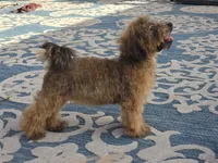 JuJu, a female Maltipoo and Shih Tzu for sale in San Diego, CA – 6 of 10