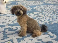 JuJu, a female Maltipoo and Shih Tzu for sale in San Diego, CA – 3 of 10