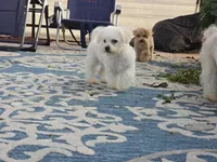 Jaimee, a female Maltipoo and Shih Tzu for sale in San Diego, CA – 9 of 10