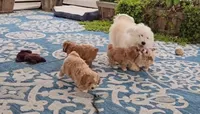 Harra, a female Maltipoo for sale in San Diego, CA – 10 of 10