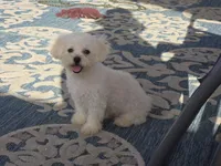 Jaimee, a female Maltipoo and Shih Tzu for sale in San Diego, CA – 10 of 10