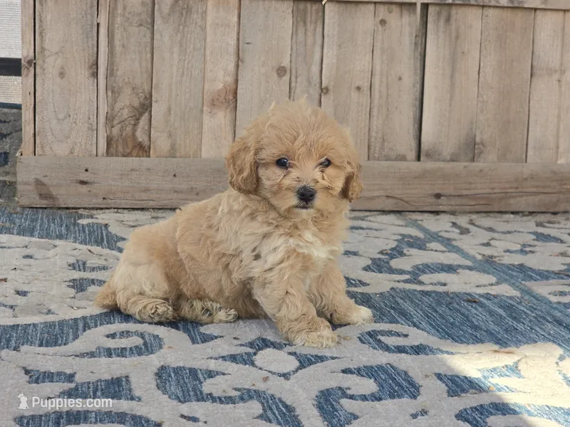 Brandy – Bichon Frise, Maltipoo puppy for sale in San Diego, CA