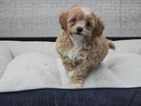 Hugo, a male Maltipoo for sale in San Diego, CA – 7 of 8