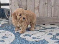 Harra, a female Maltipoo for sale in San Diego, CA – 6 of 10