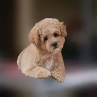 Rascal, a female Maltipoo for sale in San Diego, CA – 8 of 9