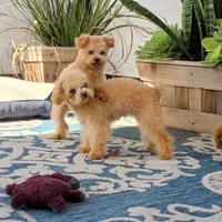 Reba, a female Maltipoo for sale in San Diego, CA – 3 of 6