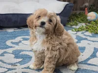 Hugo, a male Maltipoo for sale in San Diego, CA – 3 of 8