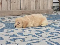 Bella, a female Bichon Frise and Maltipoo for sale in San Diego, CA – 3 of 7