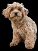 "Randi", a female Shih Tzu and Poodle - Miniature  for sale in San Diego, CA – Photo 4 of 6