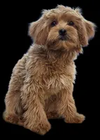 "Randi", a female Shih Tzu and Poodle - Miniature  for sale in San Diego, CA – Photo 3 of 6