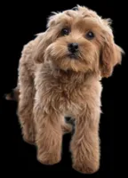 "Randi", a female Shih Tzu and Poodle - Miniature  for sale in San Diego, CA – Photo 6 of 6