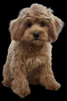 "Randi", a female Shih Tzu and Poodle - Miniature  for sale in San Diego, CA – Photo 1 of 6