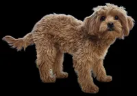 "Randi", a female Shih Tzu and Poodle - Miniature  for sale in San Diego, CA – Photo 5 of 6