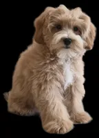 "Dancer", a female Maltipoo for sale in San Diego, CA – Photo 9 of 9