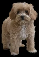 "Dancer", a female Maltipoo for sale in San Diego, CA – Photo 4 of 9