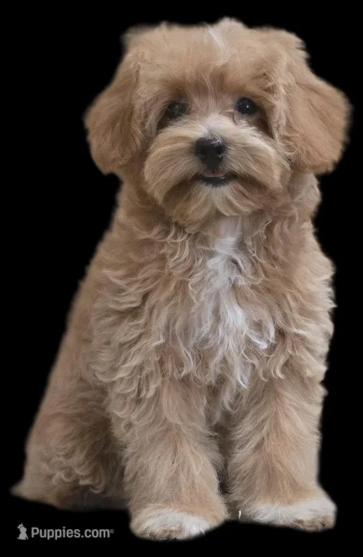 "Dancer", a female Maltipoo for sale in San Diego, CA – Photo 1 of 9