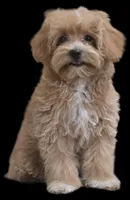"Dancer", a female Maltipoo for sale in San Diego, CA – Photo 1 of 9